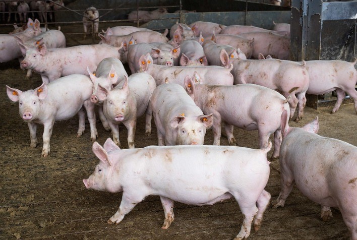 Zoetis Lança Painel da Suinocultura: Inovação no Conhecimento Científico Aplicado à Saúde Animal