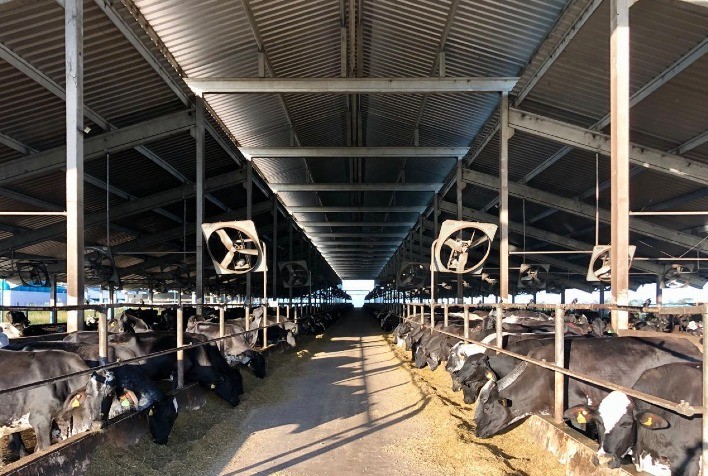 Fazenda Campo Grande Atinge Taxa de 95% no Nascimento de Fêmeas Girolando com Uso de Sêmen Sexado