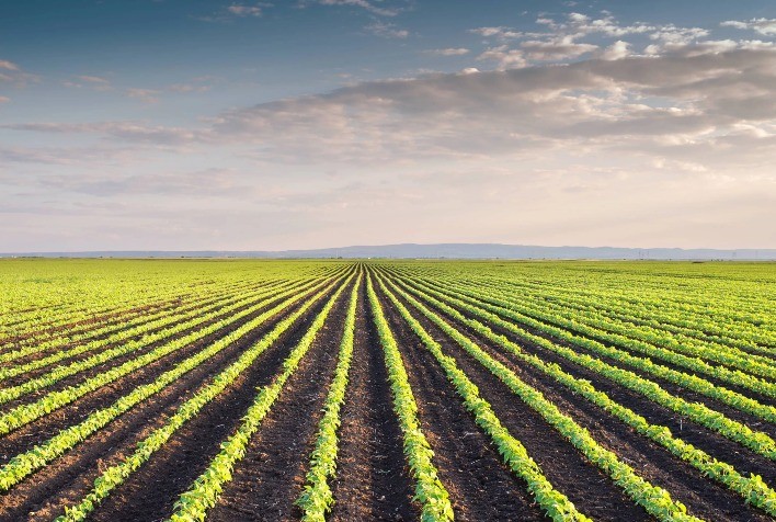 Impacto da Seca e Atraso no Plantio da Soja: Riscos de Pragas e Doenças
