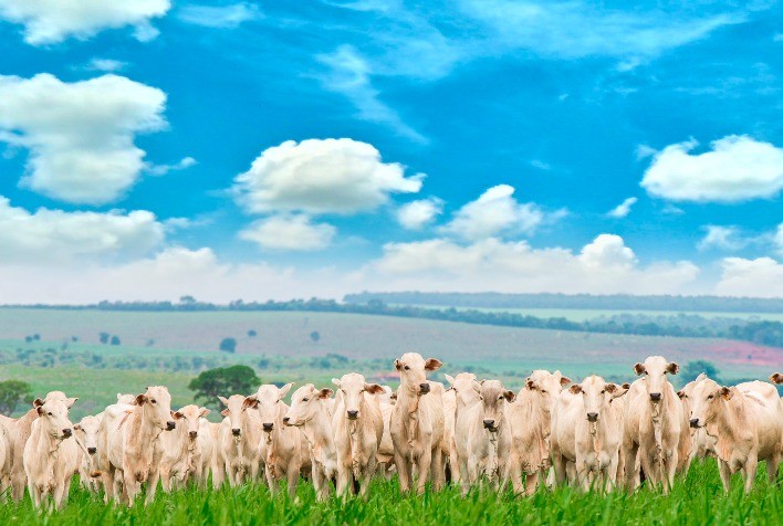 Aproveitando o Potencial das Pastagens: A Importância do Tratamento de Sementes para a Produtividade Agropecuária