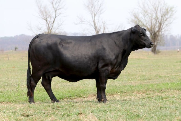 Leilão VPJ Genética Bate Recorde e Movimenta R$ 13,4 Milhões com Animais de Alta Performance