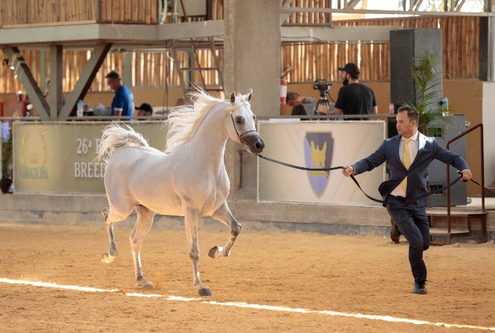 4ª Exposição Nacional do Cavalo Árabe de Esporte em Tatuí: Um Espetáculo Equestre para Todas as Idades