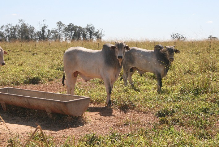 Estratégias de Manejo do Rebanho: Superando os Desafios da Transição das Estações