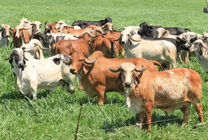Embrapa e Associações de Criadores Desenvolvem Ferramenta Genômica Inédita para Bovinos Leiteiros