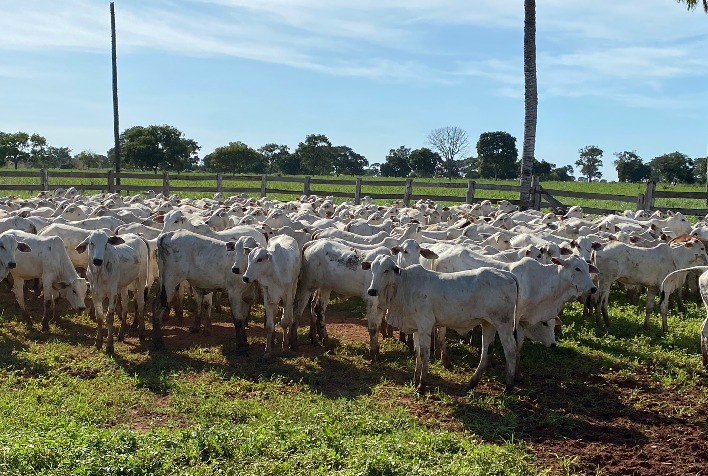 Desmame Precoce Reduz Mortalidade e Aumenta Índices de Prenhez no Pantanal