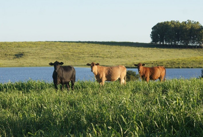 Embrapa Lança Ferramenta Digital para Otimizar Planejamento Forrageiro de Pecuaristas
