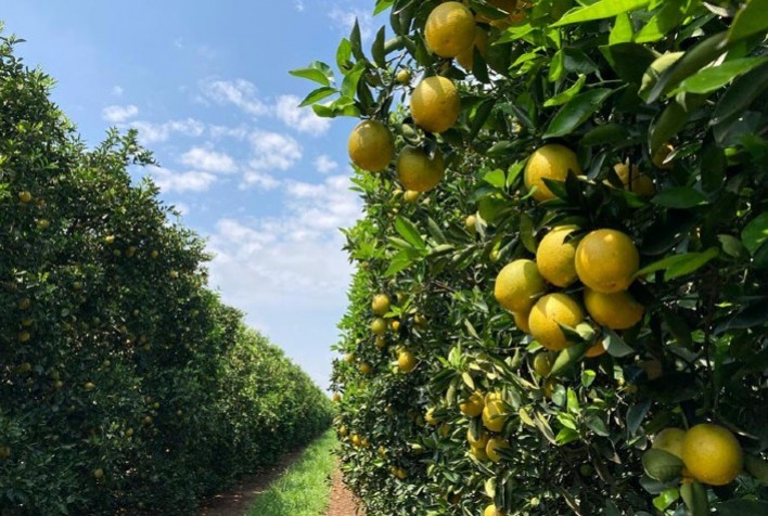 Cenário Favorável: Chuvas Prometem Recuperação na Produção de Citros em 2025