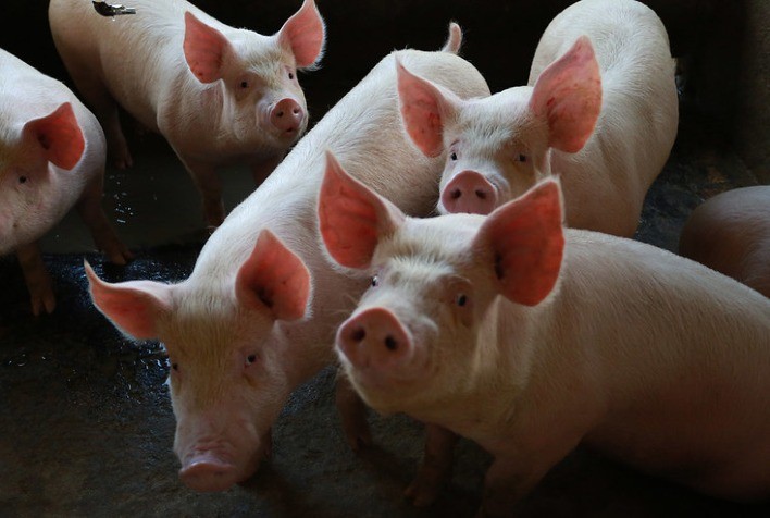 Carne Suína Fecha Outubro com Alta nos Preços Impulsionada por Demanda e Exportações