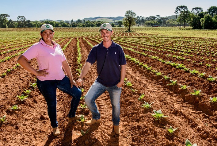 Novo híbrido de tabaco permite plantio antecipado e amplia previsibilidade para produtores