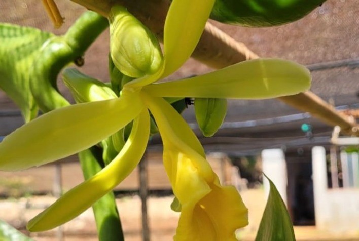 Primeiras Flores de Baunilha na Embrapa Cerrados Marcam Avanço no Cultivo de Espécies Brasileiras