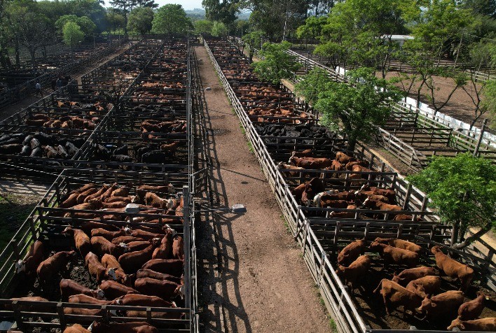 Universo Pecuária Registra Mais de 15 Mil Visitantes em Sua Edição de 2024