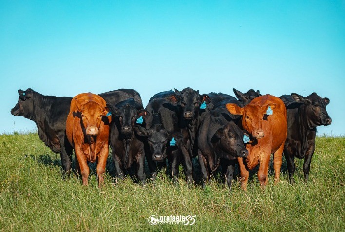 Tradição Azul Anuncia Leilão de Gran Reserva de Fêmeas Angus, Brangus, Hereford e Braford