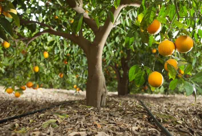 A Importância da Irrigação Adequada para Proteger Renda e Competitividade dos Pomares