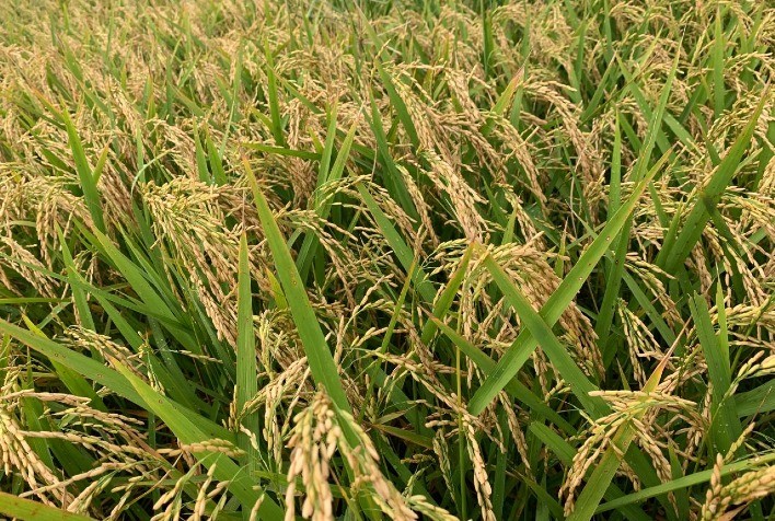 Plantio de Arroz Avança no Rio Grande do Sul com Impacto de Chuvas em Algumas Regiões