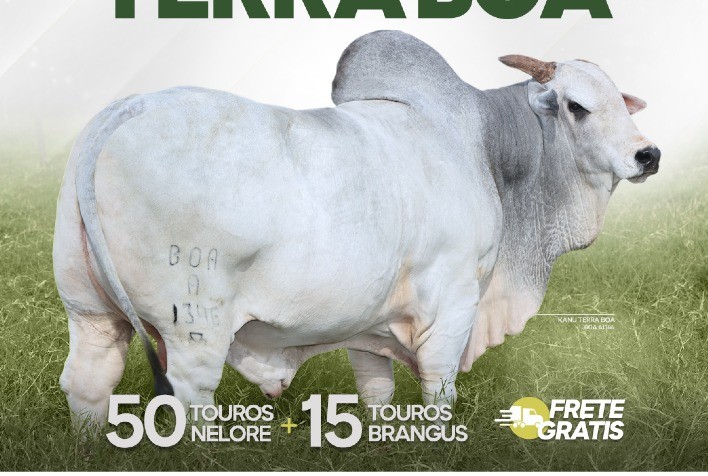 Fazenda Terra Boa Realiza Leilão de Touros Nelore e Brangus com 65 Animais à Venda