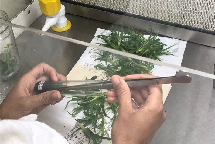 Avanços na Produção de Mudas de Abacaxi Através do Uso de Microrganismos Benéficos