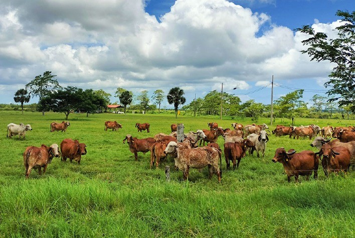Brasil se consolida como líder na exportação de genética bovina leiteira