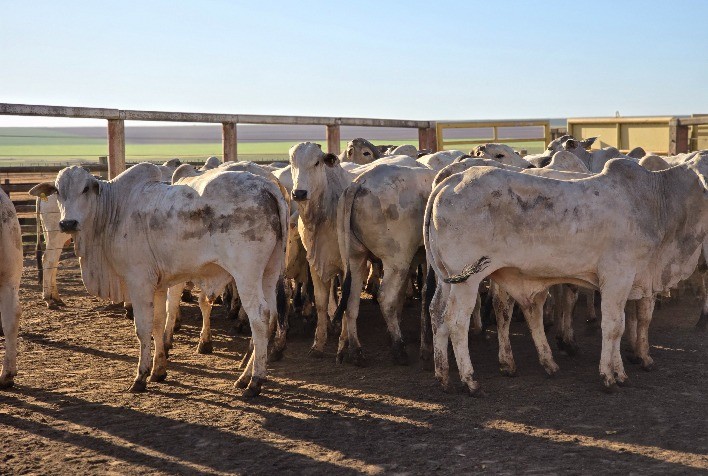 Preço do Boi Gordo Atinge Novo Recorde em Mato Grosso