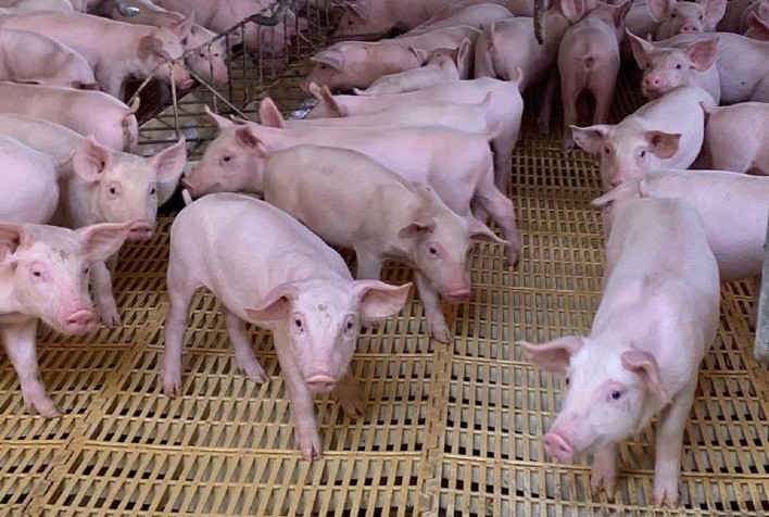 Goiás conta com 19 granjas certificadas para fornecimento de reprodutores suínos para todo o Brasil