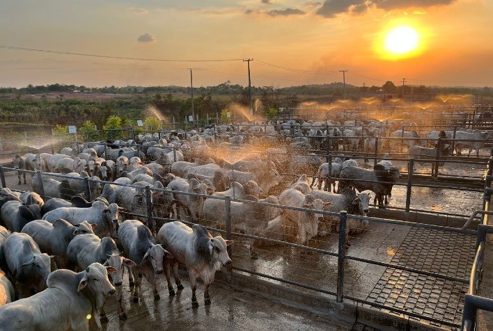 Imperatriz (MA) Recebe a 26ª Etapa Nacional do Circuito Nelore de Qualidade 2024