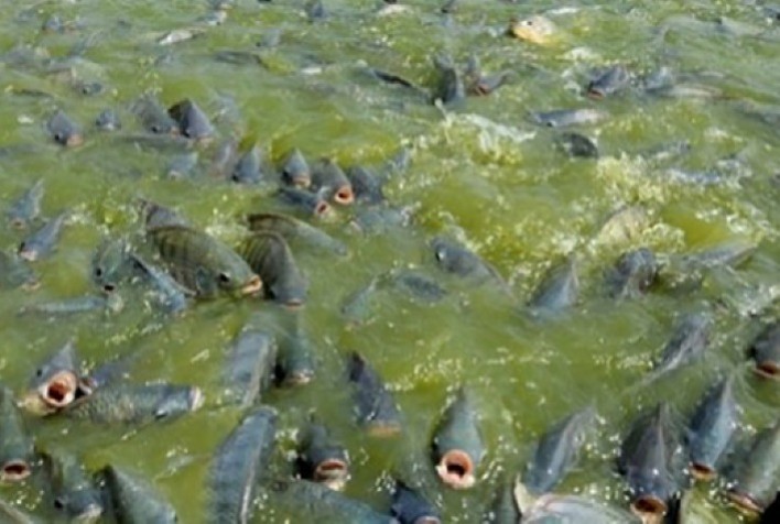 Protocolo de Biosseguridade na Piscicultura: Garantindo a Saúde dos Peixes