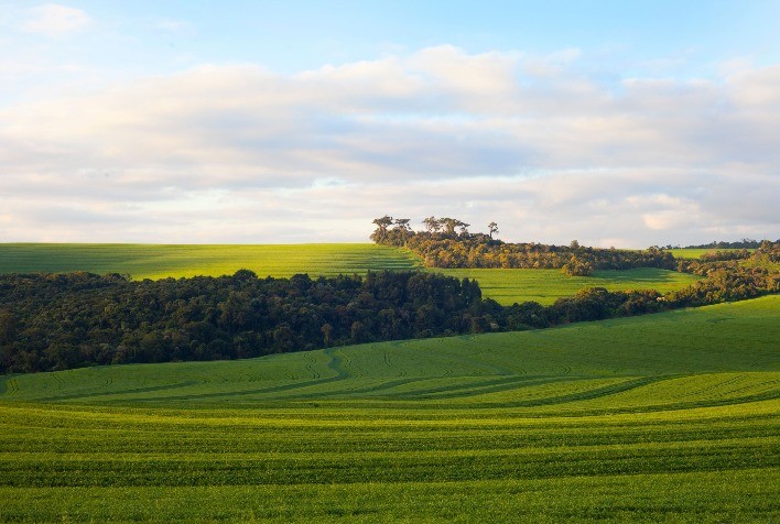 Legislação europeia sobre desmatamento pode beneficiar produtores paranaenses