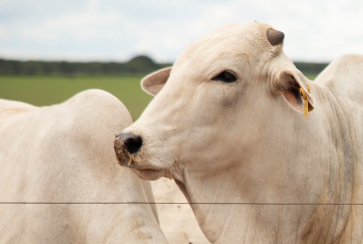 Cargill e Embrapa Firmam Parceria para Monitorar Emissões de Metano e Reduzir Desperdício na Pecuária de Corte