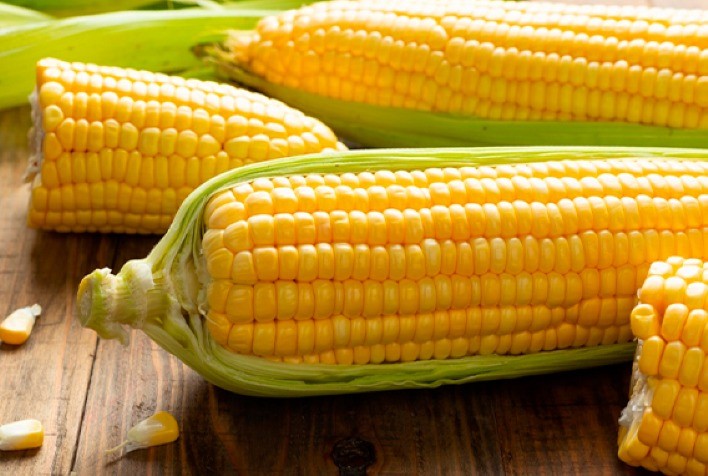 Mercado de Milho Brasileiro Mantém Preços Firmes com Impactos do Dólar e Bolsa de Chicago