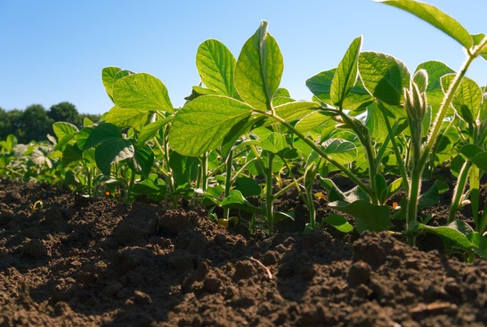 Plantio de soja em Dourados (MS) atinge 85% da área prevista; chuvas seguem irregulares