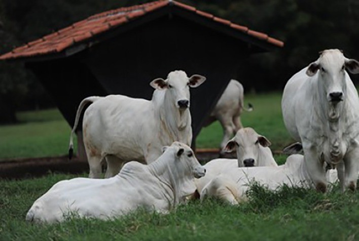 Cotação do Boi Gordo Apresenta Alta em São Paulo e Mercado Segue Firme
