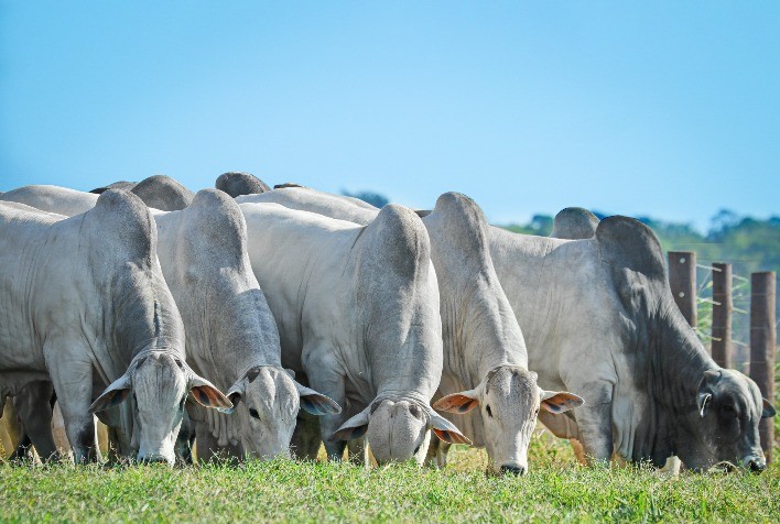 Escalas de Abate Curtas Impulsionam Preços do Boi no Brasil