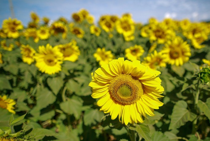 Cultivo de Girassol no Rio Grande do Sul Apresenta Bom Desenvolvimento e Expectativa de Alta Produtividade
