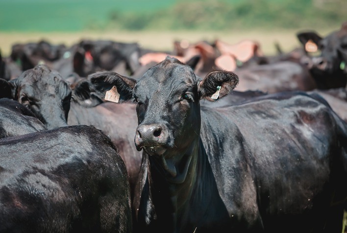Feicorte Apresenta Exposição de Brangus com Criatórios de SP, MG, MT e MS