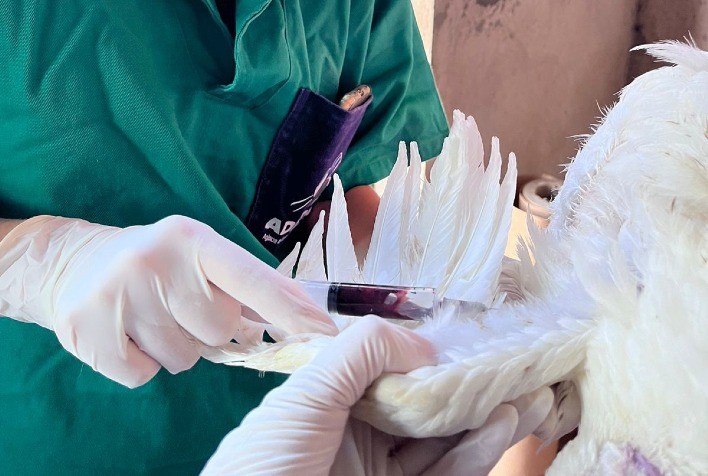 Adapar Inicia Vigilância Ativa contra Influenza Aviária e Doença de Newcastle no Paraná