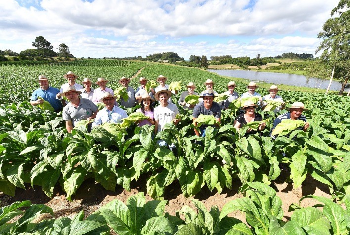 Abertura Oficial da Colheita de Tabaco no Rio Grande do Sul Destaca Importância Econômica e Social da Cultura
