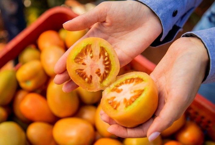 Oferta Elevada Pressiona Preços do Tomate no Mercado