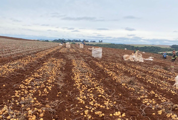 Bataticultura Brasileira: Perspectivas Promissoras Apesar dos Desafios