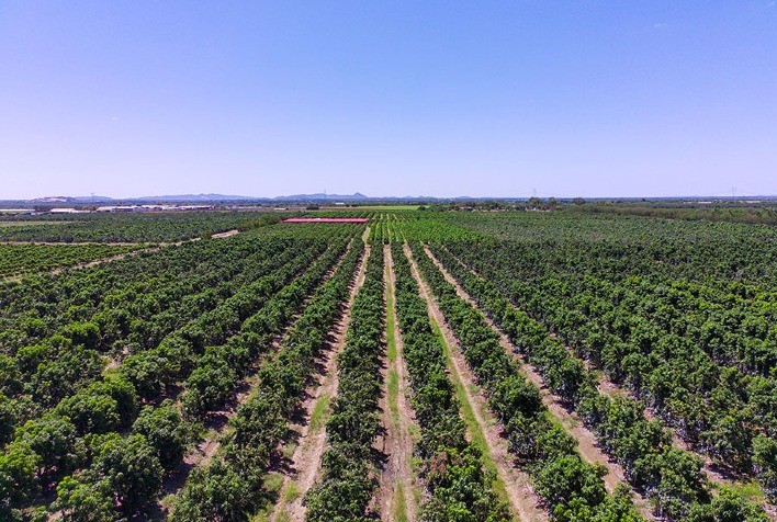 Primeiro Registro de Cochonilhas-de-Escama no Vale do São Francisco Pode Impactar Cultivo de Frutas
