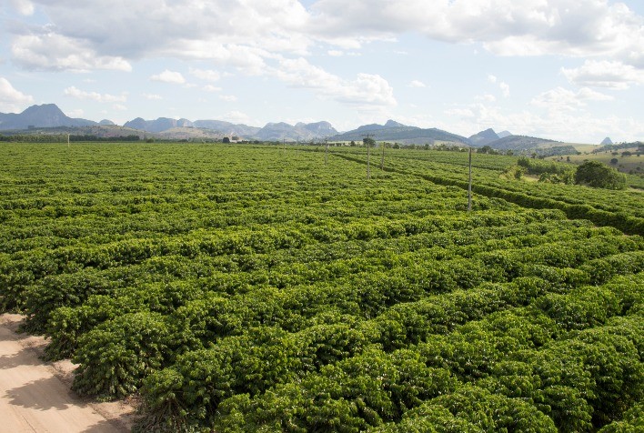Irrigação no Café Conilon: Desafios e Soluções para uma Produtividade Sustentável