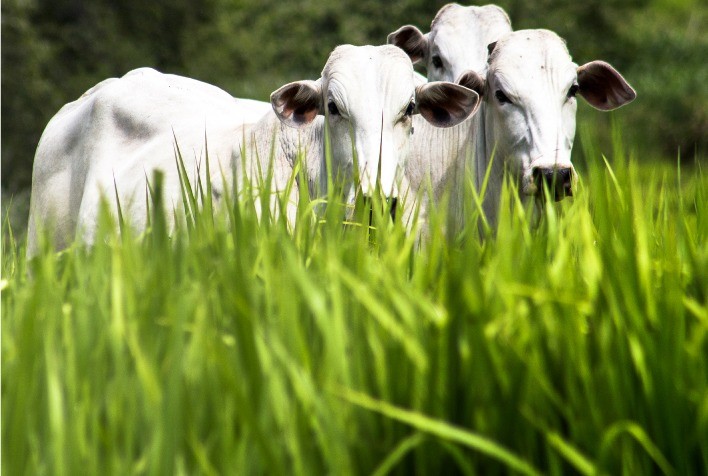 Rebrota após queimadas: capim verde esconde solo pobre e sem nutrientes