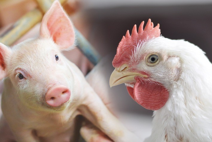 Custos de produção de frangos e suínos sobem novamente em outubro nos principais estados produtores