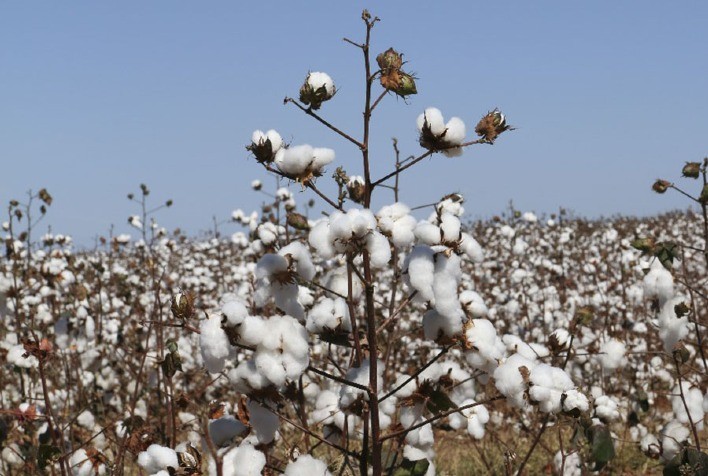 Semeadura Customizada Aumenta Produtividade de Milho e Algodão