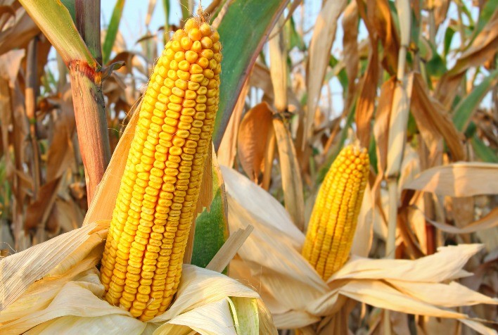 Safra de Milho 2024/2025: Desafios e Oportunidades para o Agronegócio Brasileiro