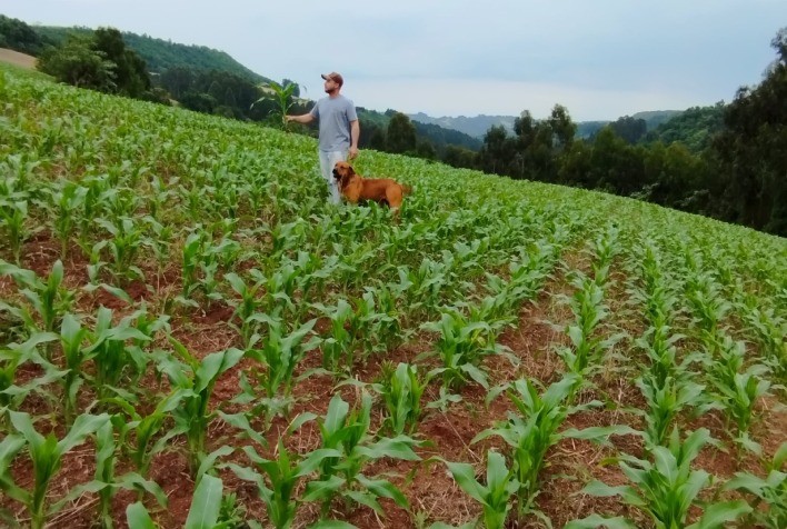 Impacto do Desenvolvimento Radicular na Produtividade do Milho: SulfaBor é a Solução para Melhorar o Enraizamento