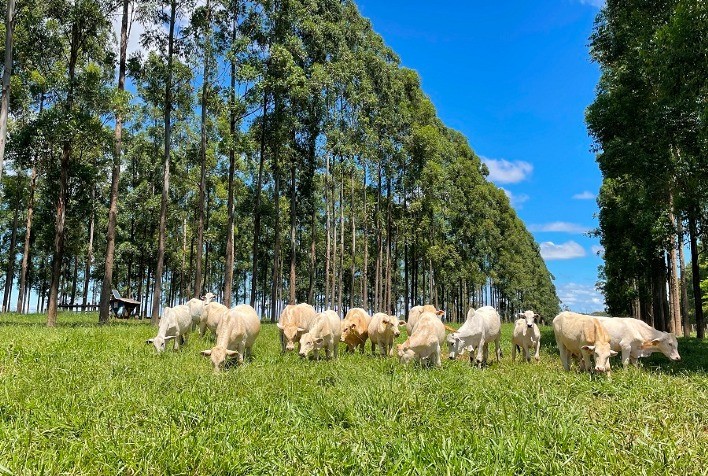 Mosaic e Embrapa Abrem Inscrições para Fórum Técnico sobre Pecuária Sustentável em São Carlos