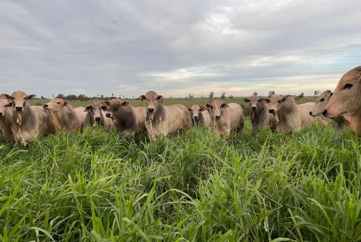 Manejo Nutricional na Pecuária: Atenção Especial à Transição entre a Seca e as Águas