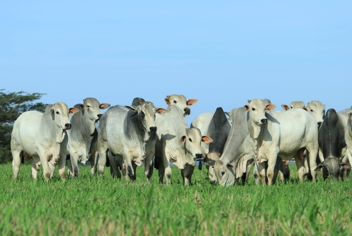 Sêmen Sexado na IATF Impulsiona Resultados na Pecuária de Corte