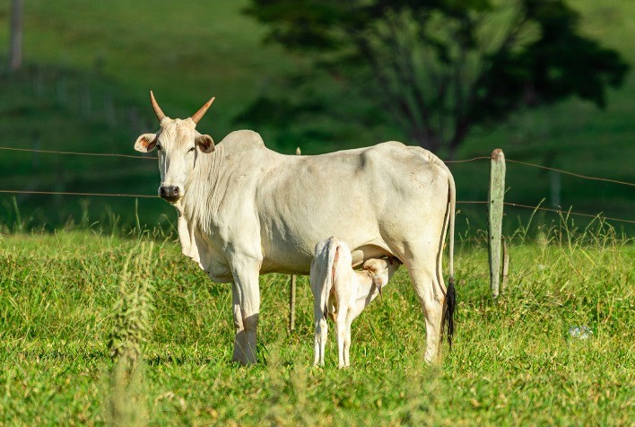 Uso de Propionato de Cromo em Vacas de Corte Aumenta Safra de Bezerros em Mais de 10%