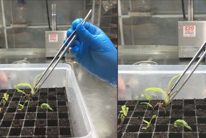 Parceria entre Acelen Renováveis e MultiCropsPlus Revoluciona Produção de Mudas de Macaúba com Excelência Genética