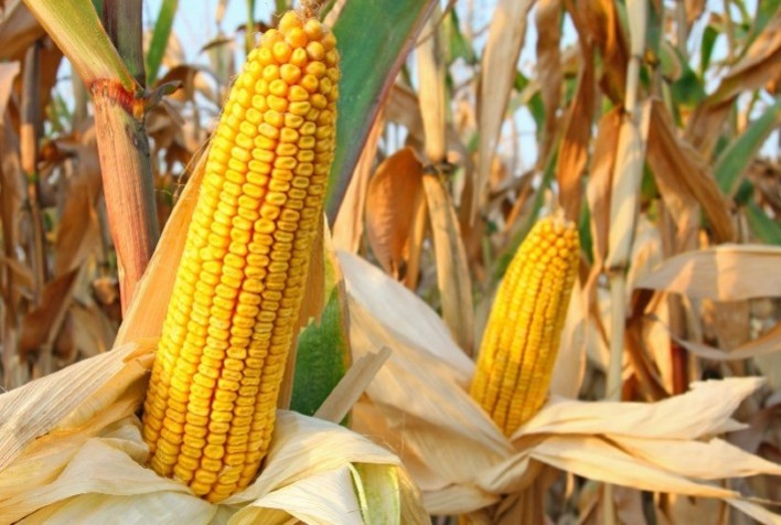 Safra 2024/2025 de Milho: Produtividade e Manejo Integrado Como Chaves para o Sucesso